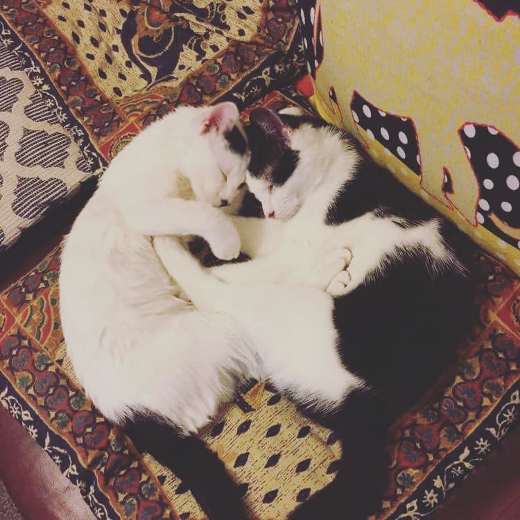 catmandomusic's tweet photo. Seeing as I mentioned them yesterday, here are the kittens, Luna and Darcy #catmankittens.

They haven't been much help when creating the upcoming music but they are adorable. 

#catmando #CatsOnTwitter https://t.co/RdW81xDtu5