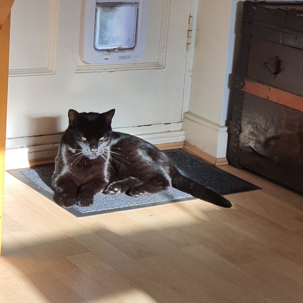 LucifurLast's tweet photo. I'm making sure Elvis, the neighbour cat can't come through MY door, mum says no other kitties can get in, but you can't be too careful! #Browl #blackcatsrule #keighleycatcare #catsoftwitter #panfursqaud https://t.co/6MH0hGOHzd