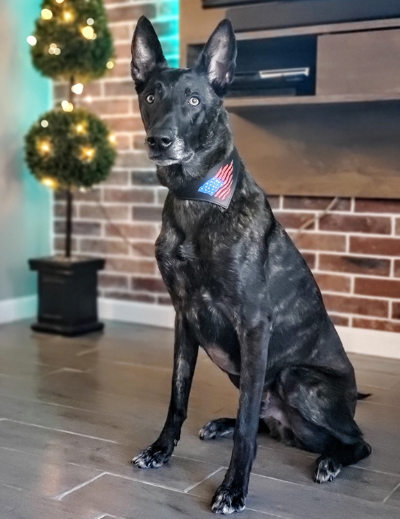 sharkfincollar's tweet photo. The USPTO has approved the design patent for the #SharkFinCollar!! To celebrate you can order one with 30% off with promo code PAT2020 at https://t.co/6IceEmjx8G. https://t.co/HXcJ6gFZbE
