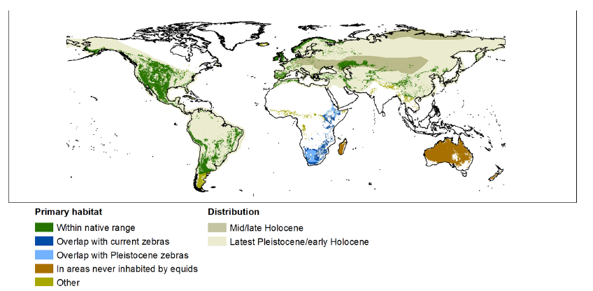 13/ What is the geographical distribution of suitable climate and habitat for E. ferus worldwide and within its former range? The modelling suggests there is a lot of suitable primary habitat for wild-living horses on the inhabited continents.
