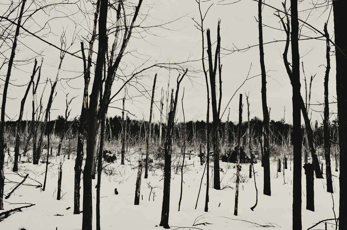 brackenmagazine's tweet photo. Enjoy some of the stunning selected photography of Peter Gutierrez, @suddenlyquiet "Haunted Swamp" and "In the Distance," from Bracken's Issue VII. #BrackenMagazine #IssueVII #photography #photographers
https://t.co/ghChQvZqis https://t.co/i5j9bEXyEd