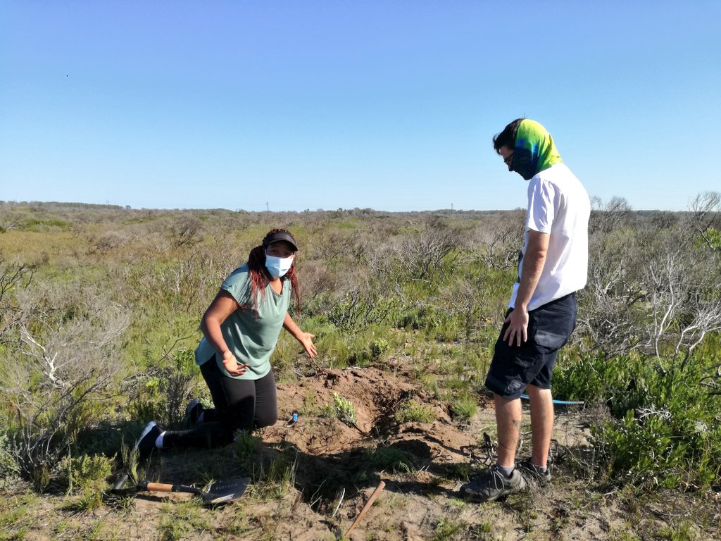 BAdriaanGrobler's tweet photo. Excavating underground trees in the dunes at @MandelaUni nature reserve with @JongoGcina and @Tree_Physio_Dan π³
Jongo is documenting this fascinating growth form as part of her Masters research.
Keep an eye out for her findings in the near future! π
#WeDigTrees #geoxyles https://t.co/n9ZXLEuSVr