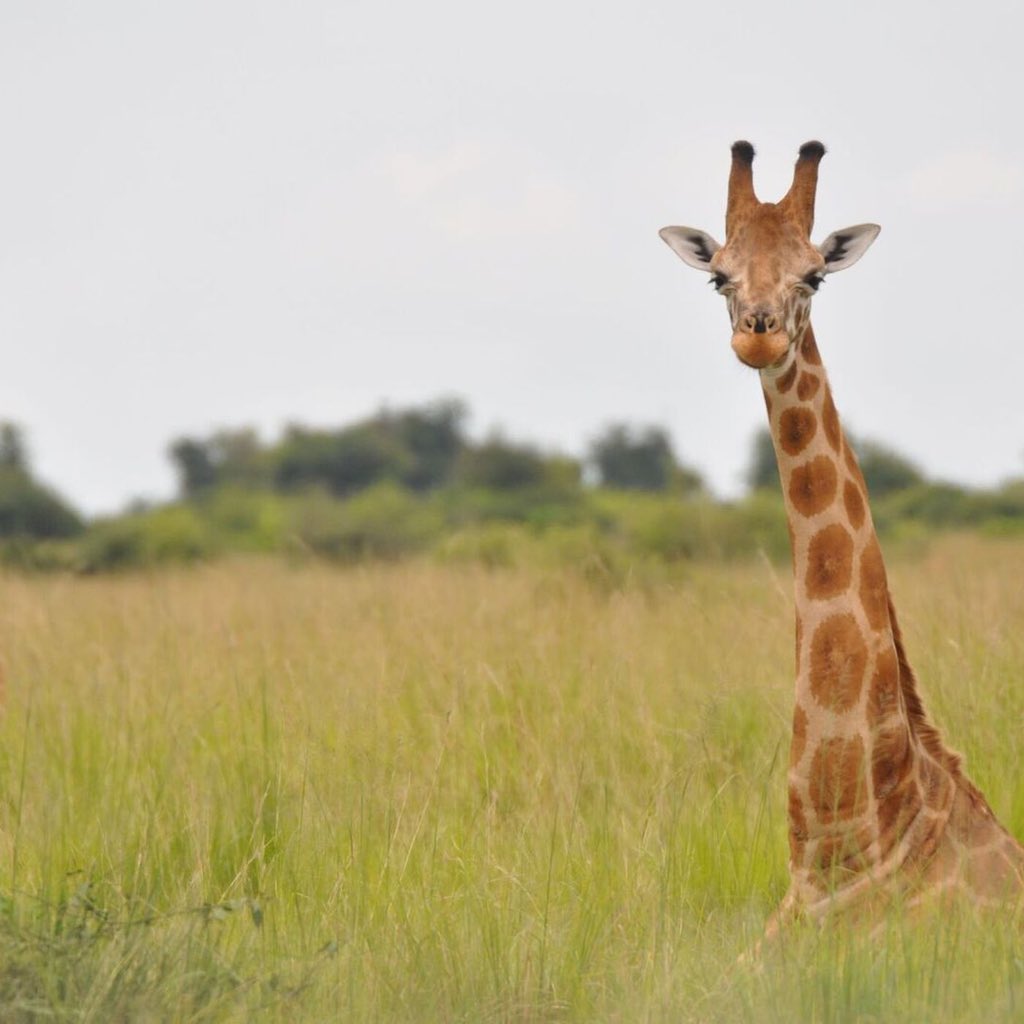 though you might assume they have more, giraffes actually have the same number of vertebrae in their neck as humans - 7! owls have 14, which allows them to do all that crazy shit with their heads