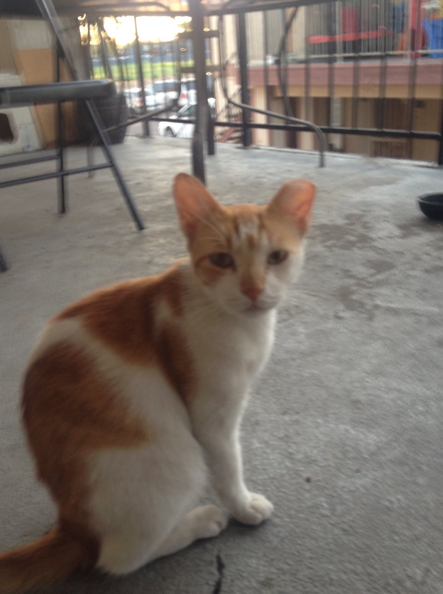 BeemanJay's tweet photo. Here's what's going on early in the a.m. with a few of the stray/feral street cats currently getting some food/water/Love &amp; a break from their otherwise tough lives at the West Phoenix Flophouse &amp; Kibble Kitchen For Wayward Felines. #cats #TNR #CommunityCats #catsOfTwitter #meow https://t.co/1DrIaoQ51C