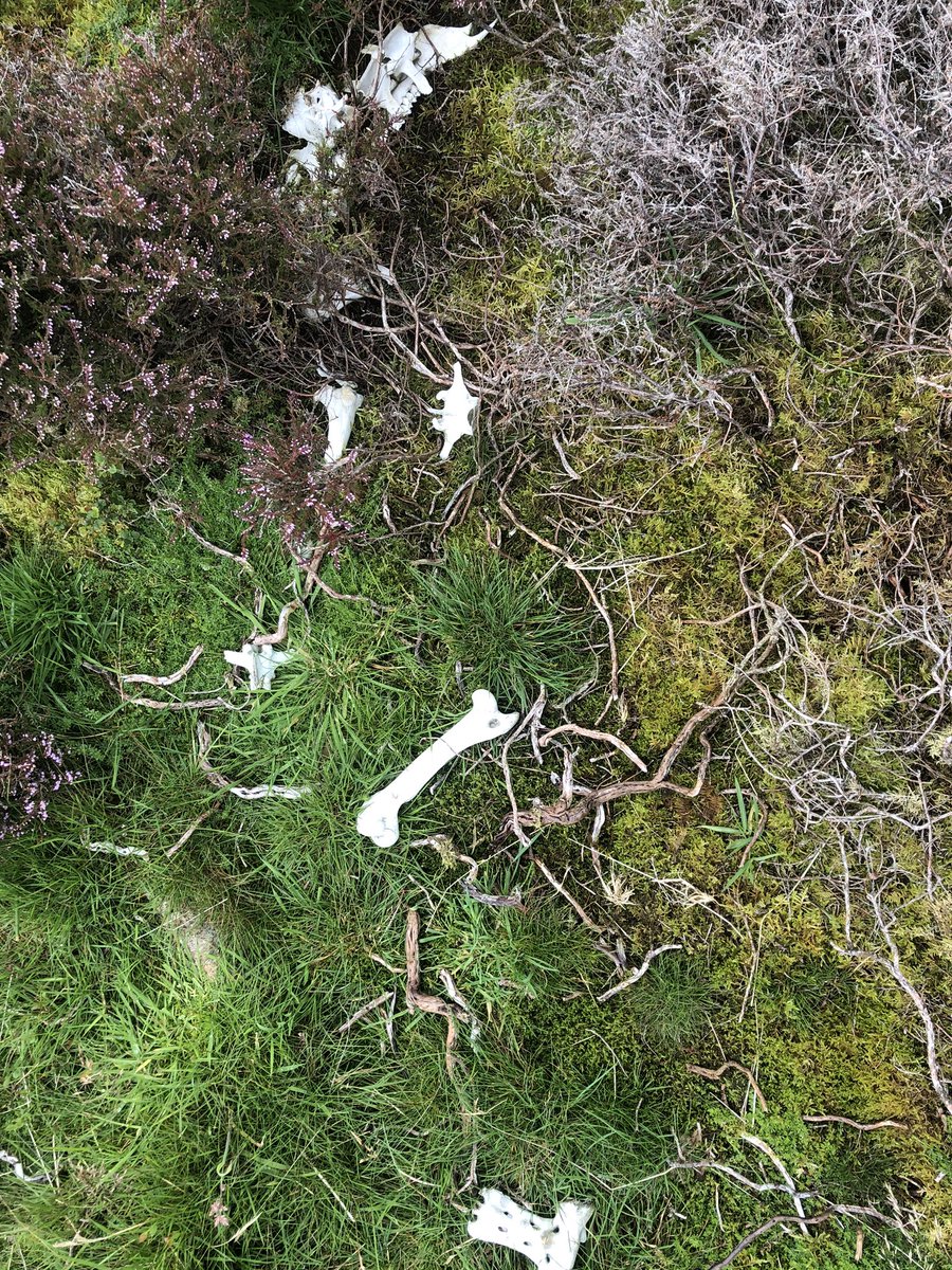 Some happier memories for today are our Team summit selfie on Binsey, which is a lovely little #Wainwright. Dad (aka <a href="/MtnSafetyRoss/">Ross Worthington</a>) calls them trelfies as trig point selfie 🤦‍♂️
Also spotted a nature #crimescene, can you guess what animal bones they are 🧐#getoutside #natureninja