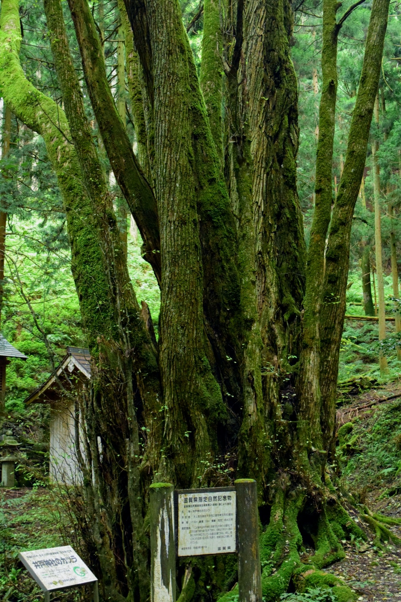 巨木巡り 井戸神社のカツラ 滋賀県多賀町向之倉 幹周11 6m 町指定天然記念物 廃村にある神社にひっそりと佇むカツラ 根本から多くのヒコバエを伸ばす千本桂の樹形だが それぞれのヒコバエはいずれも太く 幹に一体感がある 全身を分厚い苔が覆い