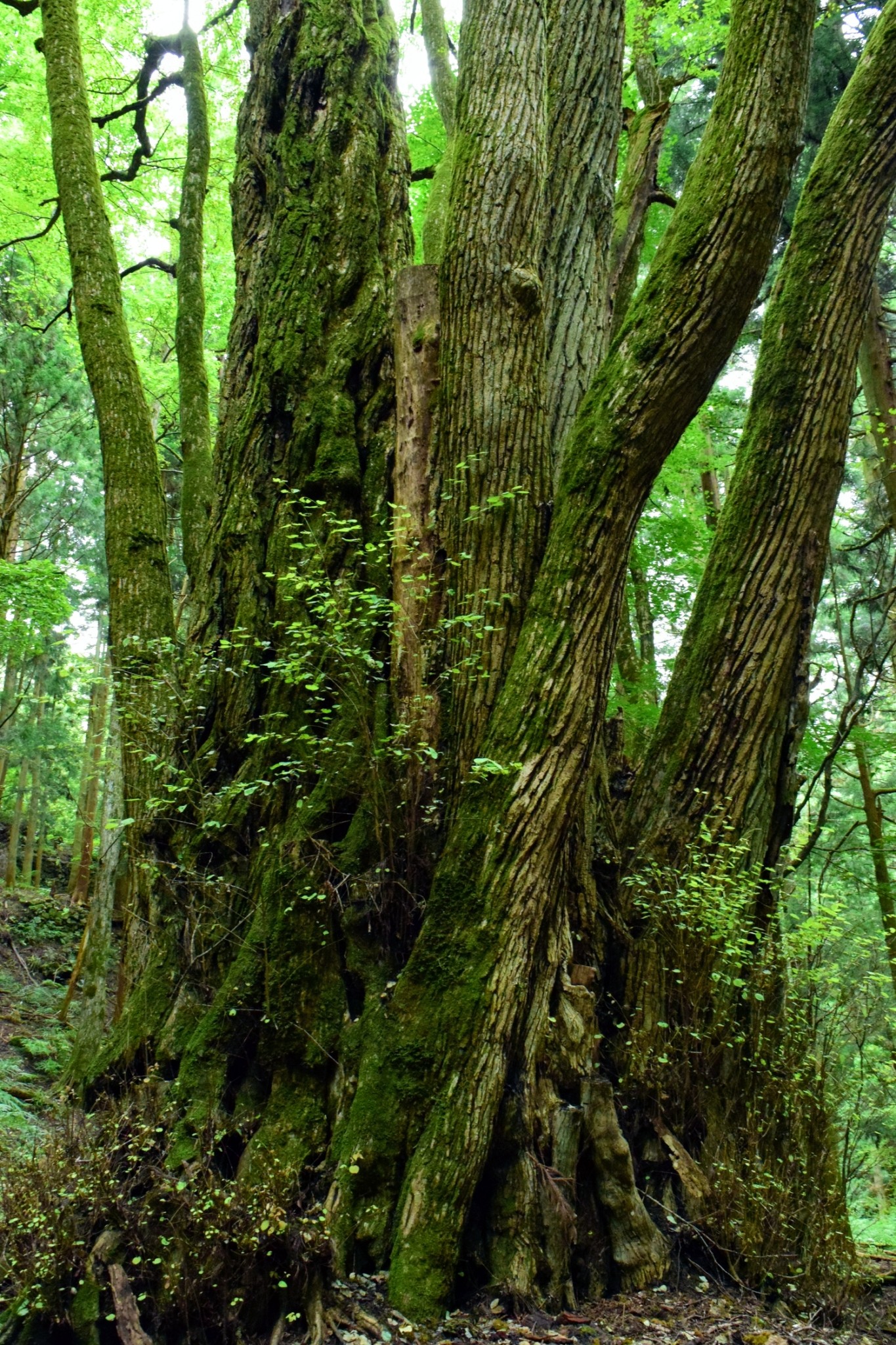 巨木巡り 井戸神社のカツラ 滋賀県多賀町向之倉 幹周11 6m 町指定天然記念物 廃村にある神社にひっそりと佇むカツラ 根本から多くのヒコバエを伸ばす千本桂の樹形だが それぞれのヒコバエはいずれも太く 幹に一体感がある 全身を分厚い苔が覆い