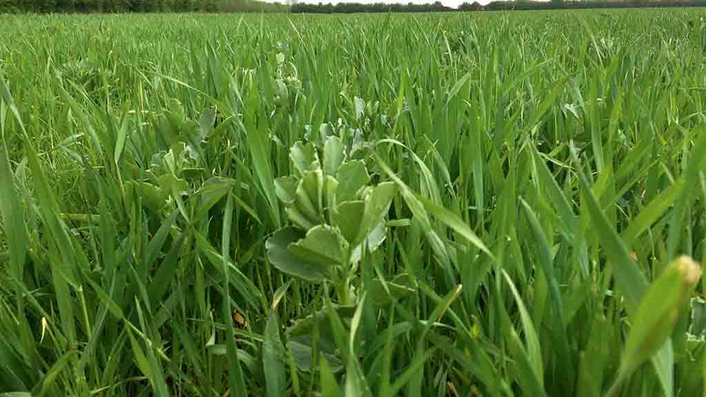 Come along to our Virtual Field Day looking at #CropMixtures - benefits, barriers and boosts to #biodiversity, weed control and yields 🚜👏🌱
<a href="/JamesHuttonInst/">James Hutton Institute</a> <a href="/agricology/">Agricology</a> <a href="/SEAMixtureS/">SEAMixtureS</a> <a href="/PlantTeams/">DIVERSify</a> <a href="/EsmeeFairbairn/">Esmée Fairbairn</a>
👉agricology.co.uk/join/events/vi…