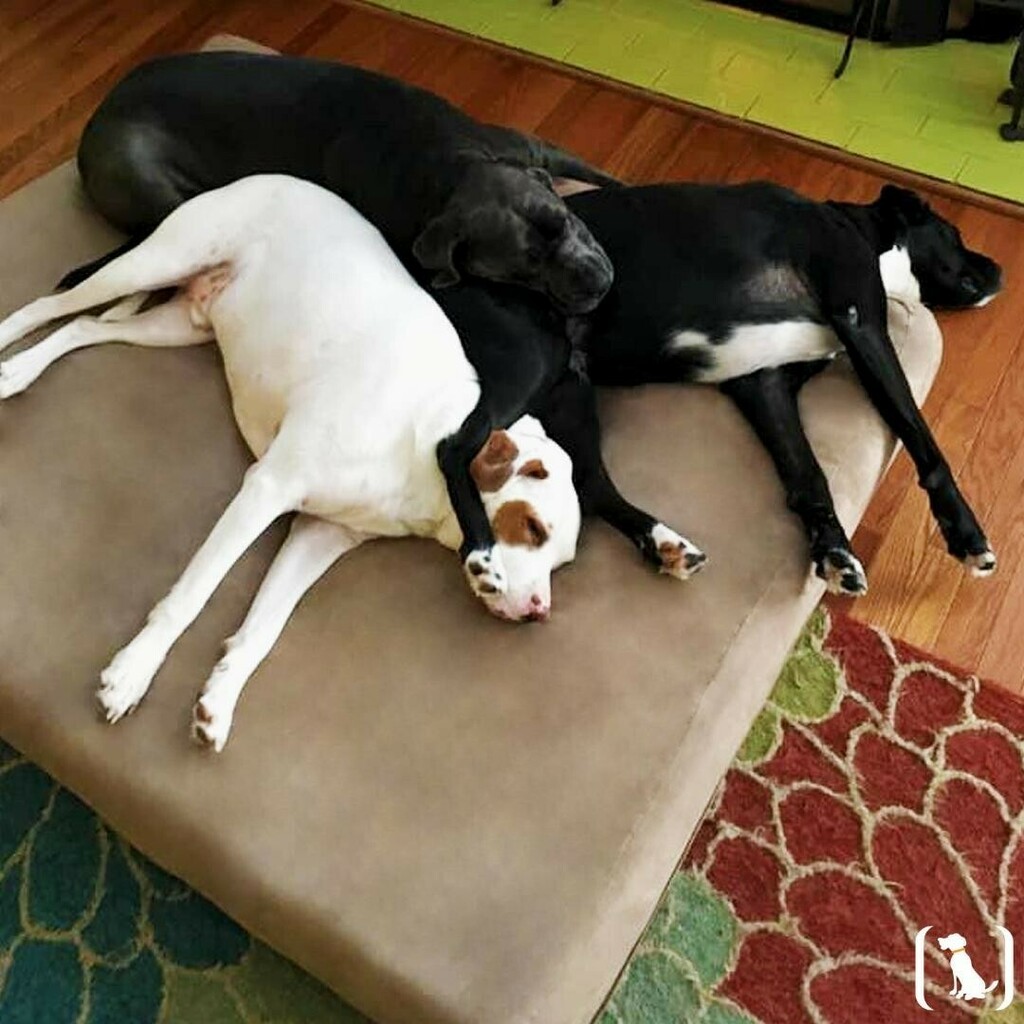 bigbarkerusa's tweet photo. Look at this adorable cuddle puddle 😍 Drop a ❤️ in the comments below if you think they are adorable!!
#threedogsonebed #cuddlepuddle #cuddlepuddles #cutedoggos #cutedoggogram #cutedoggies #cutedogsplanet #cutedogsgram #cutedogsdaily #cutedogsofins… https://t.co/as3mfwYsfC https://t.co/8ZTPMvOR0X