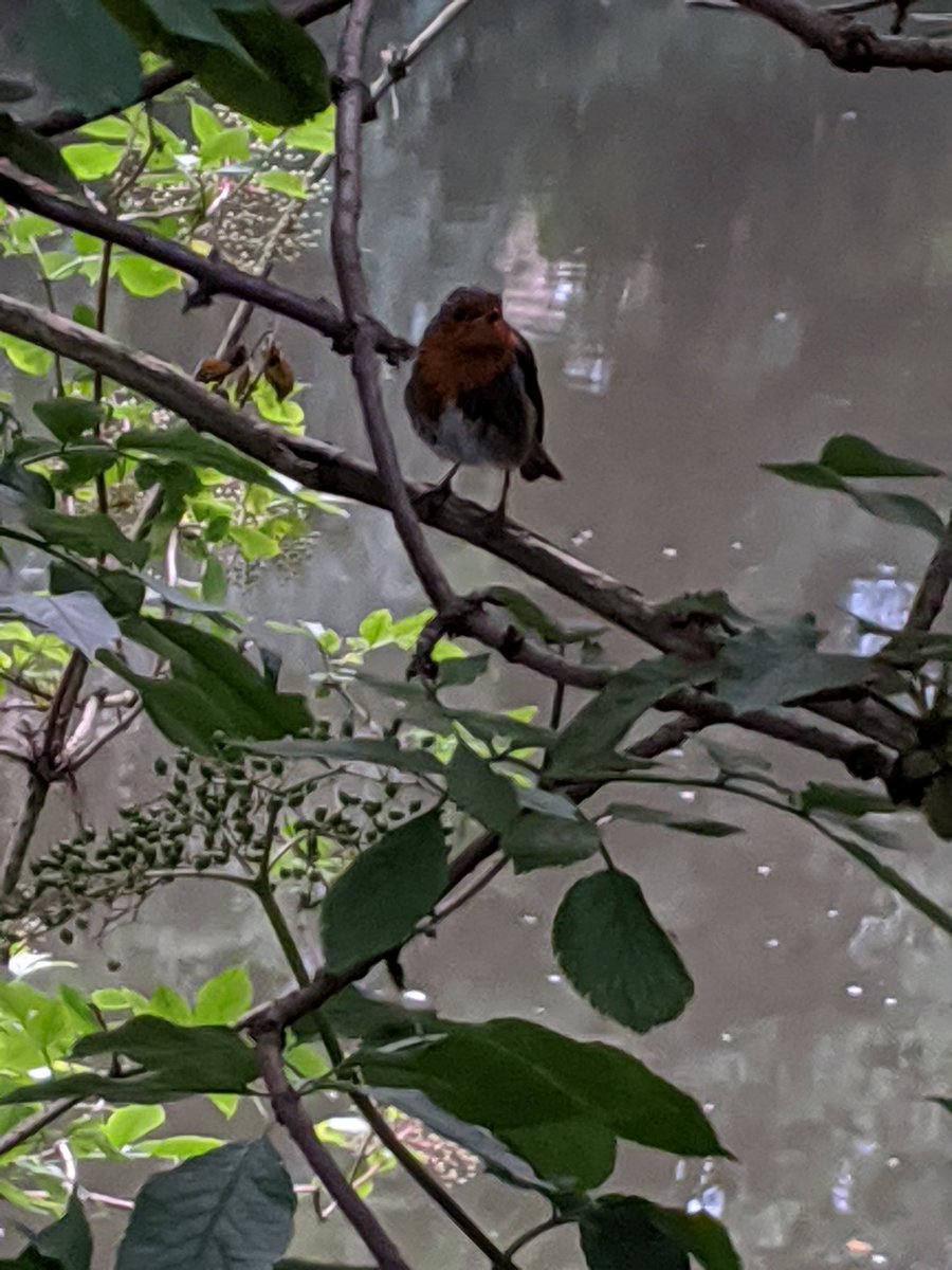 yalyx2001's tweet photo. Day 2 of the @BritishEcolSoc @BES_careers summer school. This time, urban ecology (bird counts and tree surveys) #BESUG2020 https://t.co/nEi1YTYL3Y