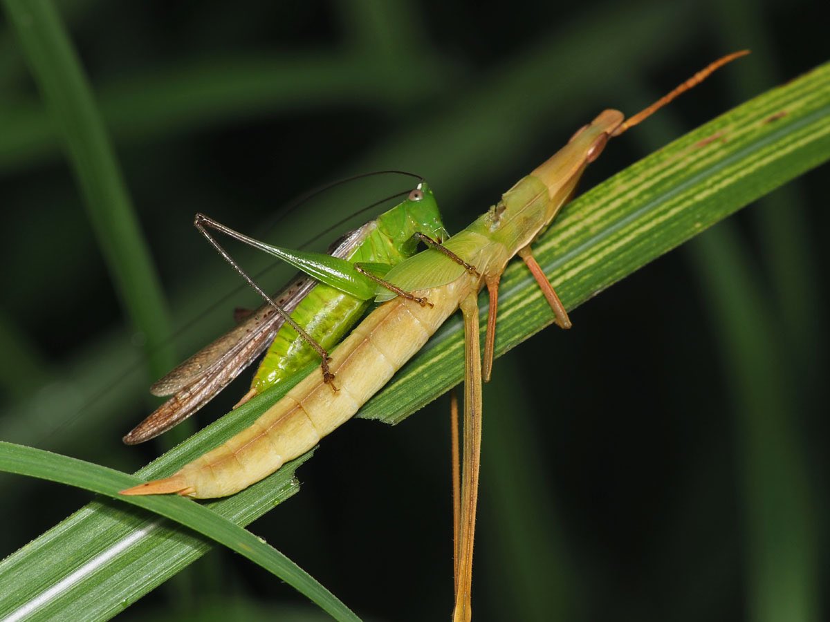 تويتر 日本野虫の会 とよさきかんじ على تويتر 長雨のせいか脱皮に失敗したショウリョウバッタをよく見かける ホシササキリがその死体にかぶりついていた T Co Gvv97flyry