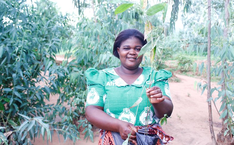 #DidYouKnow that July 28th is #WorldNatureConservationDay? <a href="/FeedtheFuture/">Feed the Future</a> and <a href="/USAIDMalawi/">USAID Malawi</a>  are working with <a href="/MalawiGovt/">Malawi Government🇲🇼</a> to reduce deforestation and conserve our forests. Together we have planted more than 400,000 #bamboo  seedlings 🌱- a sustainable alternative to fuel wood!