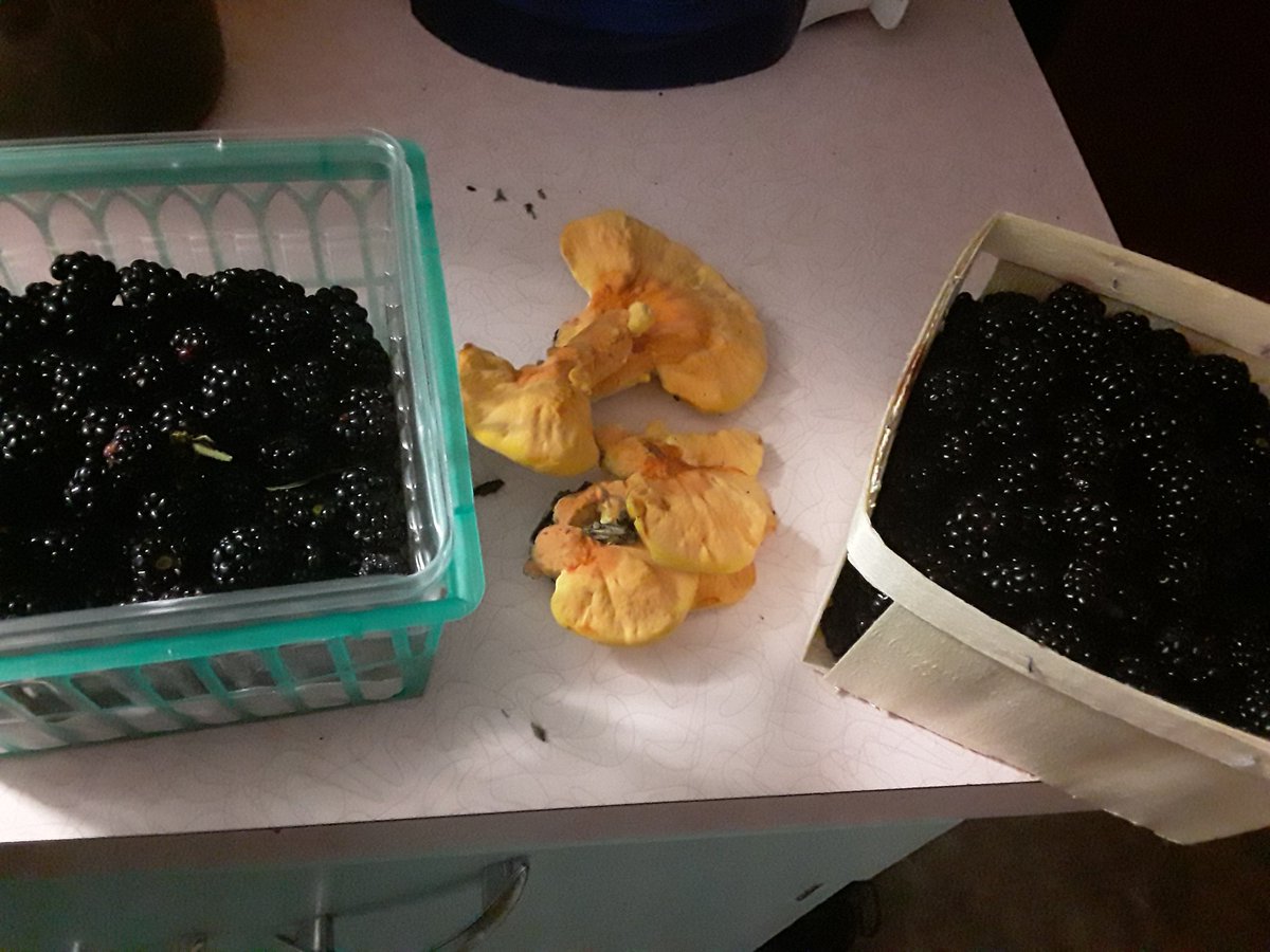 LazyCrinkleMemo's tweet photo. #ThingsIfind foraging.

When it all comes crumbling down... I wonder if you will make it without grocery stores and your mom? https://t.co/D1cmnQ7I2d