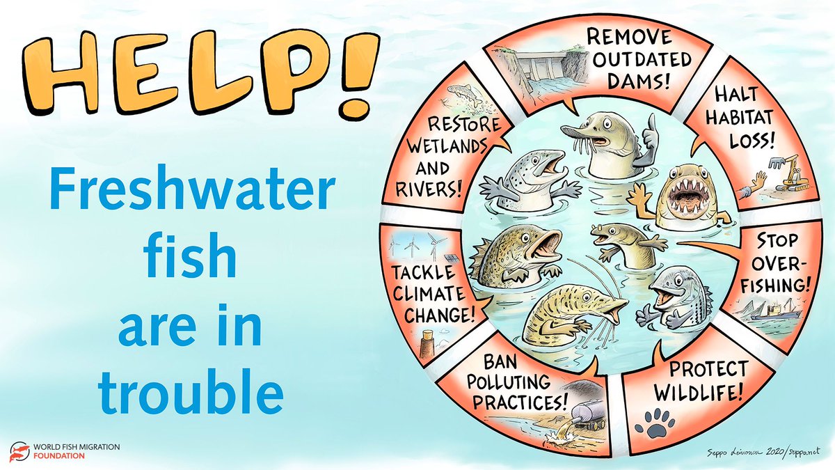 Fishbiology's tweet image. Did you know freshwater #migratoryfish populations have declined by #76percent on average since 1970? Learn more about these important fishes in the new #LPImigratoryfish report released today:  worldfishmigrationfoundation.com/living-planet-…