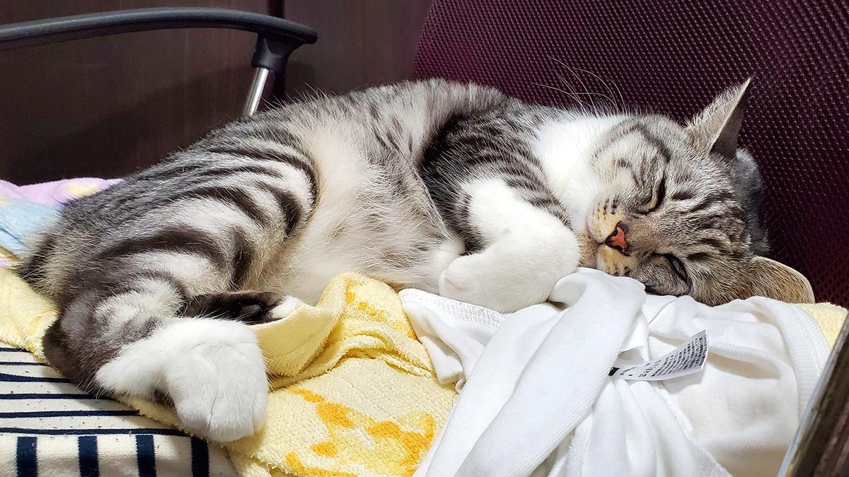 Yurari_blog's tweet photo. おやすみですニャン💤♥
#猫のいる暮らし #ねこ https://t.co/stjUXCiWUt