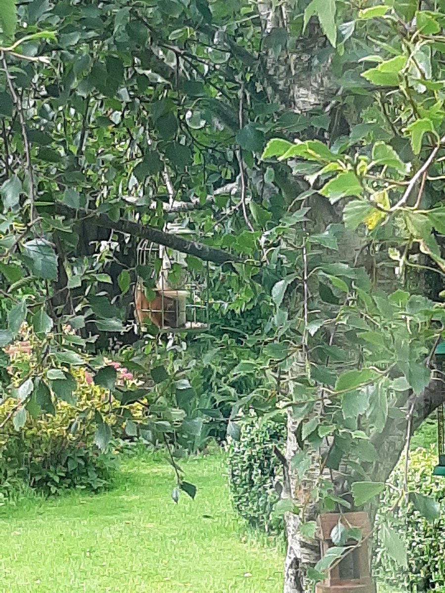 Anyway, here's a red squirrel in a squirrel proof feeder munching sunflower seeds. #beautifulaberdeenshire