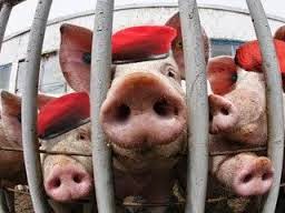 MatiasA18236081's tweet photo. @camila_vallejo Aca una foto del PC intentando de toda forma posible implementar su ideología fracasada!! Aparece Tellier,Cariola y Vallejos 😂🐷🐷 los cerdos de la política, los representa en su esencia a estas lacras comunistas.
#nomasizquierda #nomascomunismo #comunistasratas #cerdosPC https://t.co/dSl9gIPs4H