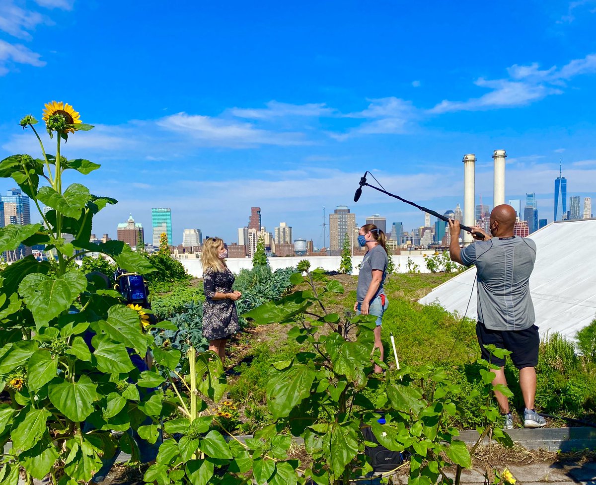 kirstincoletv's tweet photo. 🌻A Garden Grows in Brooklyn🌻. #BrooklynGrange farming 65,000 sq ft of organic produce... with it going into bellies of Hungry New Yorkers via #RethinkFood @PIX11News digging into this story ! https://t.co/vt651BO0Jv