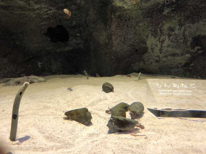 一級チンアナゴ鑑定士試験問題

次のチンアナゴが展示されている水族館を答えよ。(各10点) 