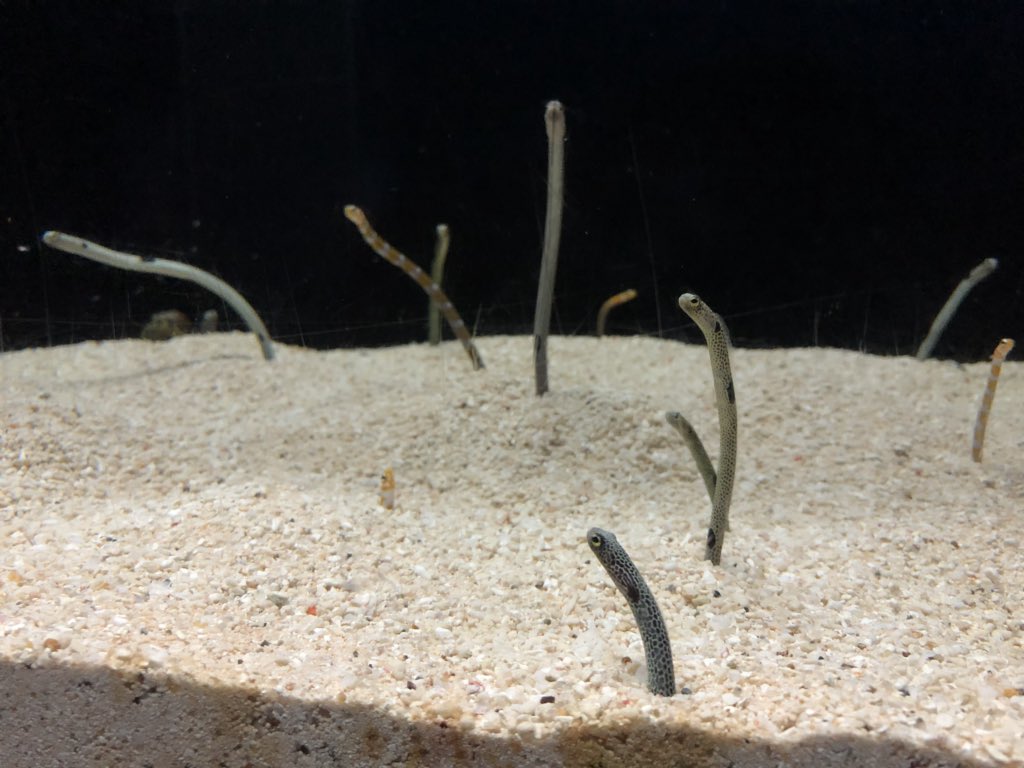 一級チンアナゴ鑑定士試験問題

次のチンアナゴが展示されている水族館を答えよ。(各10点) 