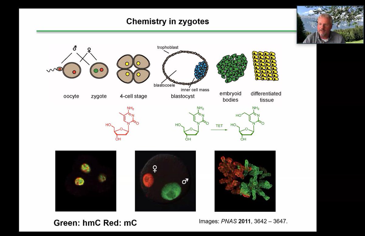 OxfordSynthesis's tweet photo. Hearing about some beautiful applications of chemistry to investigate biological questions from @CarellGroupLMU #OSSC2020 https://t.co/VnYLL6QKSH