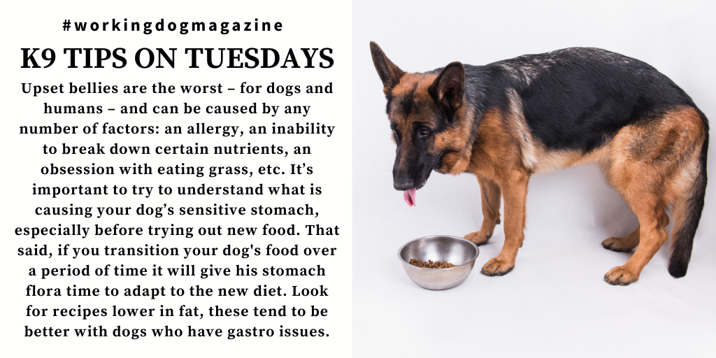 workingdogmag's tweet photo. #K9TipsonTuesdays
Upset bellies are the worst – for dogs and humans!
For more great #K9 tips, follow @workingdogmag.
#tipsontuesday #tuesdaytips #tips #bellyissues #sensitivestomach #k9diet #workingdog #dog #dogs #canine #magazine #tlm #thinlinemedia #wdm #workingdogmagazine https://t.co/c26z5LibFt