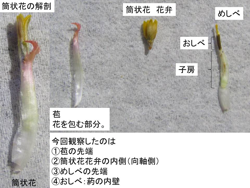 植物顕微鏡写真 趣味 Sur Twitter 答え合わせですよ 正解は筒状花の各部位でした 1 苞の先端 2 筒状花 花弁 3 めしべの先端 4 葯の内壁 小さいですが個々の筒状花が 花 としての構造を持っています