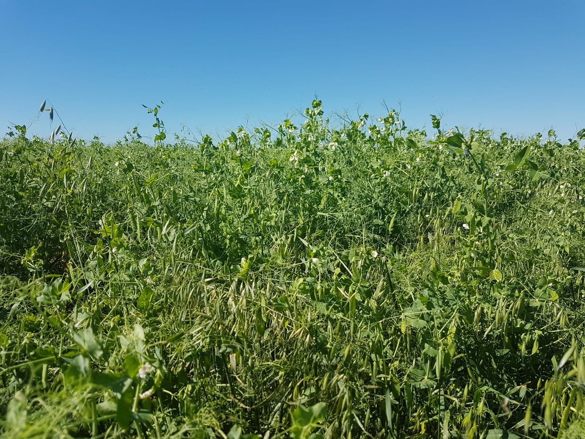 GrainFoxApp's tweet photo. #Lentils up in North Battleford, #Saskatchewan. Crop is averaging 71 pods per plant and 114 seeds. Looking at about  35-40 bus/acre. 

#CropTour20 #FLCropTour20 #FLintheField 

📸: @bobfarmlink https://t.co/xTAWuWu2Be
