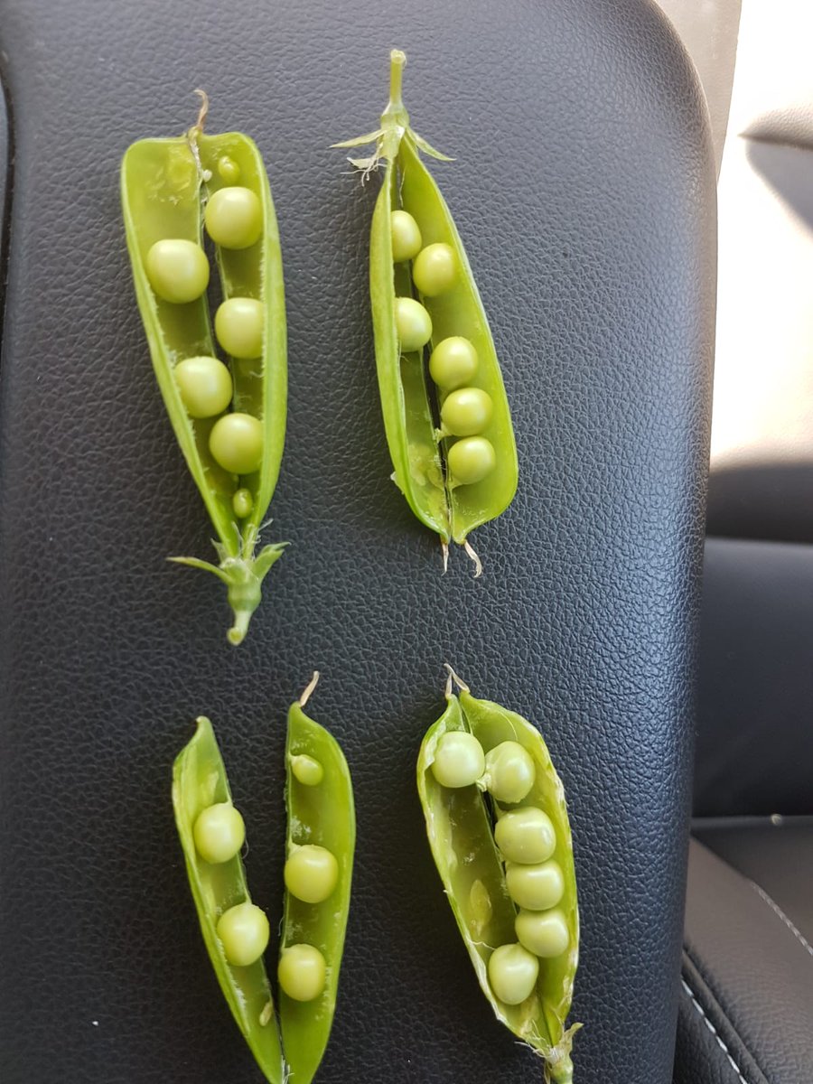 GrainFoxApp's tweet photo. #Lentils up in North Battleford, #Saskatchewan. Crop is averaging 71 pods per plant and 114 seeds. Looking at about  35-40 bus/acre. 

#CropTour20 #FLCropTour20 #FLintheField 

📸: @bobfarmlink https://t.co/xTAWuWu2Be
