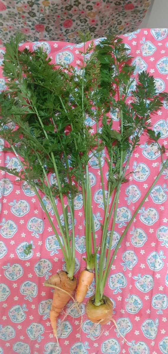 MissHensonHist's tweet photo. Number 15 learn something new. We grew our first ever carrots! I think they ran out of room in the grow bag π€¦ββοΈbut my daughter is delighted! #RMNotGoingOut @RusheyMeadAcad https://t.co/OjMFqr7qou