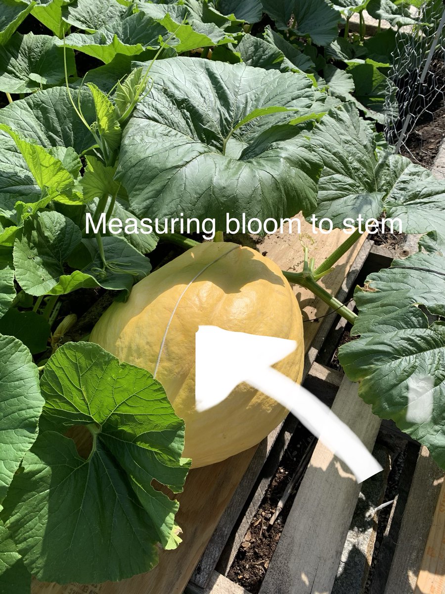 STLScienceCtr's tweet photo. We have another #PumpkinProgress update coming very soon. In the meantime, see how we measure its progress.
"My humans sum up 3 measurements and then look at a fancy chart for my weight estimate. I swear, they better keep those vine borers away so I can reach my full potential!" https://t.co/rbr1NOujcN