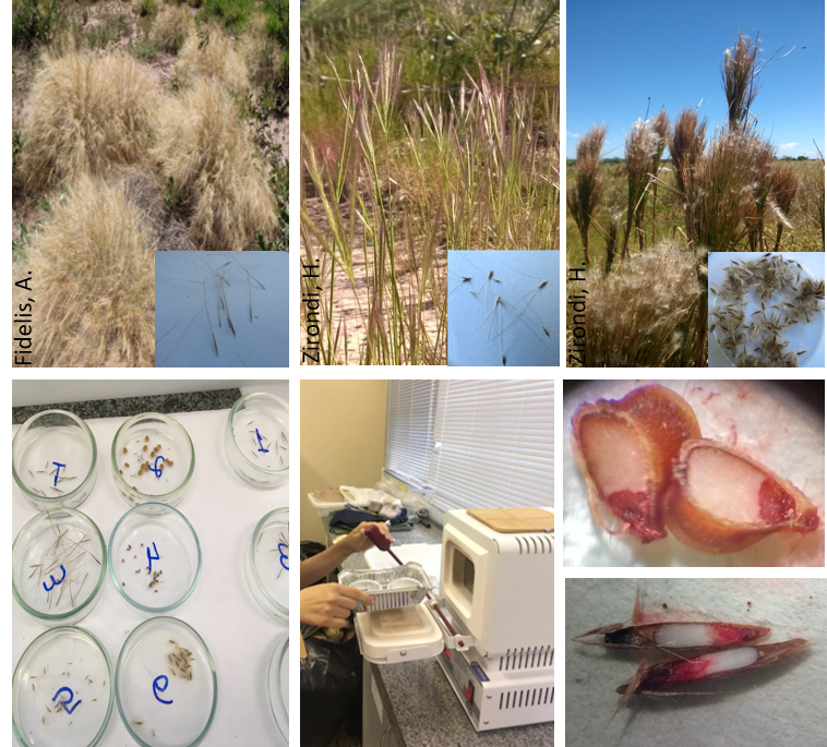 LEVeg_Unesp's tweet photo. We would like to present our new blog series that is all about vegetation science but for non-scientists et all! @mari_dairel presents on our first episode her findings just published. If you wanna know more, check it out!
@IavsYoung @Unesp_Global
https://t.co/FwYcJSe0Ph https://t.co/WGdUOqPrjk