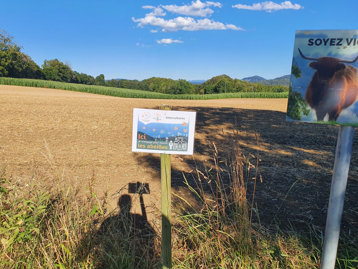 RBAbuzz's tweet photo. Ici les intercultures #coupdpousse sont semées! Merci à Patrick Meister pour ce retour en image. Hâte de voir la Vesce, Moutarde et Phacélie nourrir les #pollinisateurs en fin de saison 😀 des #ruches viendront aussi profiter de cette ressource mise en place par les #agriculteurs https://t.co/tDX6oQttx8