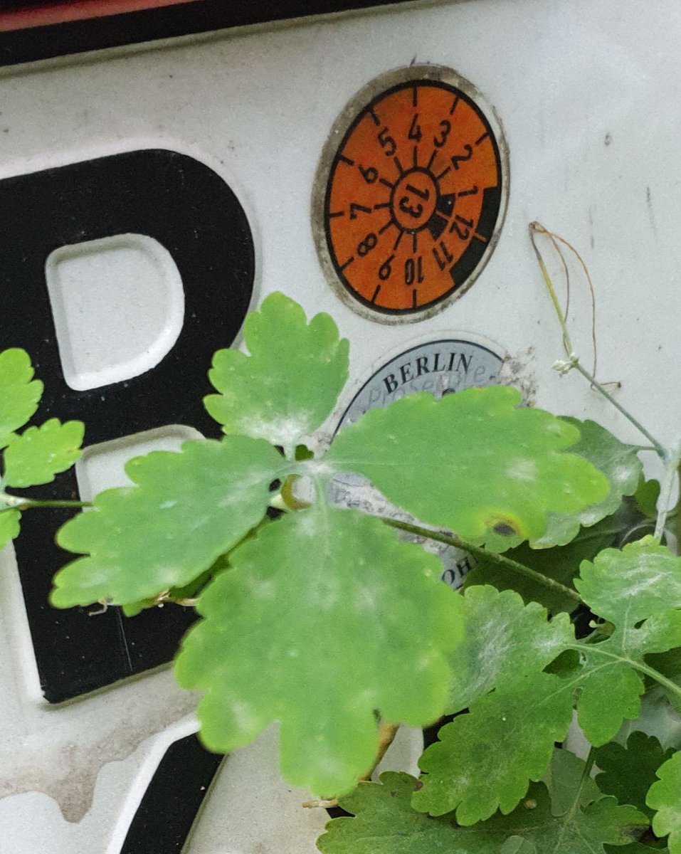 #Fundstück des Tages 😀
#ausdemDienst #Ordnungsamt