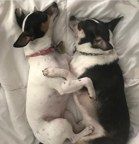 petsuppliesplus's tweet photo. Just the two of us...we can make it if we try!!! Happy Tuesday Twosday, Neighbors!! 
#petsuppliesplus #minusthehassle #twosdaytuesday #justthetwoofus #mustlovepets
Photo Credit: @colbie_chihuahua21 https://t.co/iALOkZFhOG