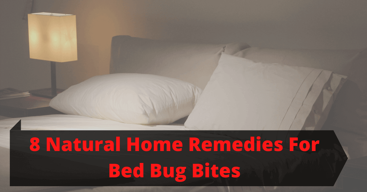 PestTrapping's tweet photo. 8 Natural Home Remedies For Bed Bug Bites :- Home Remedies For Bed Bug Bites, Bed bugs found in homes are microscopic parasites that survive on the blood of the human body..... 
Read Full Articles :- https://t.co/yY3uIBjmfn 
#HomeRemedies #bedbug #bedbugbites #pestcontrol #pest https://t.co/AONRRuUFqz