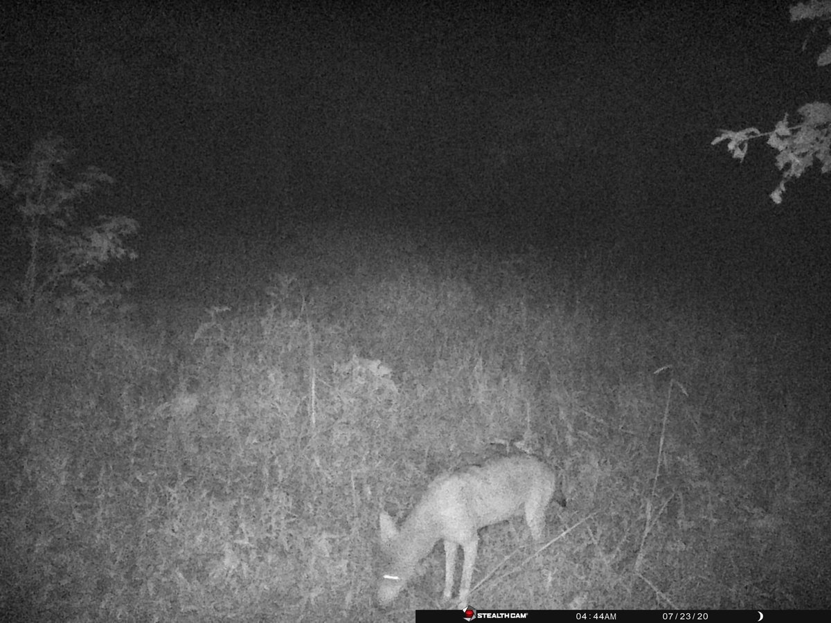 SwarkOutdoors's tweet photo. Trail cam Tuesday- first pic of a coyote so far this year https://t.co/2CiWBPyHSG