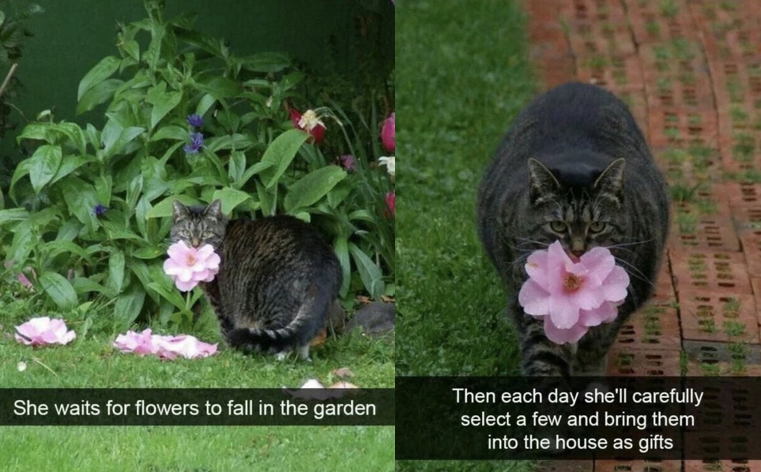 WholesomeMeme tweet picture