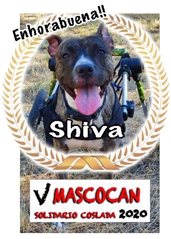 MascocanCoslada's tweet photo. muchas felicidades a 🎉🎊 SHIVA 🎊🎉, la imagen del V Mascocan Solidario de Coslada 🐶. ¡¡Felicidades!! 🏆Es una perra guapísima!😘

Queremos daros las gracias a todos por participar 🙌 y esperamos impacientes a la ilustración 🖌 que la artista Rebeca Pastor hará de la ganadora https://t.co/19VJ4JV5ov