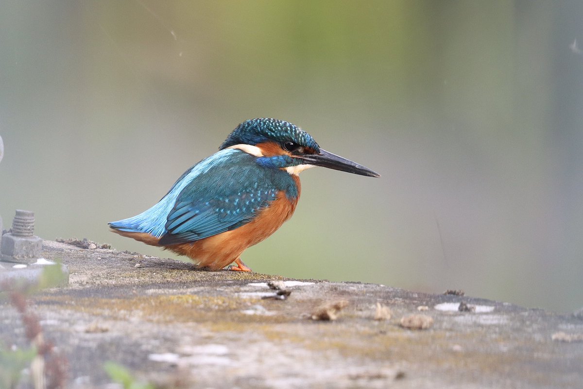 Kevin Morris (@morrisdancer73) on Twitter photo Kingfisher this morning. Markeaton Park, Derbyshire. <a href="/Derbyshirebirds/">Derbyshire Ornithological Society (DOS)</a> <a href="/BirdsDerbyshire/">BirdNewsDerbyshire</a> <a href="/Natures_Voice/">RSPB</a> <a href="/BBCSpringwatch/">BBC Springwatch</a> <a href="/D_Times/">Derbyshire Times</a> Kingfisher this morning. Markeaton Park, Derbyshire. <a href="/Derbyshirebirds/">Derbyshire Ornithological Society (DOS)</a> <a href="/BirdsDerbyshire/">BirdNewsDerbyshire</a> <a href="/Natures_Voice/">RSPB</a> <a href="/BBCSpringwatch/">BBC Springwatch</a> <a href="/D_Times/">Derbyshire Times</a>