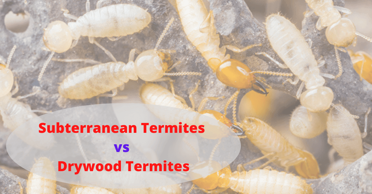 PestTrapping's tweet photo. Subterranean Termites vs Drywood Termites :-There are major types of termites identified by us. They are:-Dampwood termite,Drywood termite,Formosan termite,Subterranean termite
Full Articles :-https://t.co/Njy89K3qBA
#termites #pesttrapping #pestcontrol https://t.co/v2R9GE6cPi