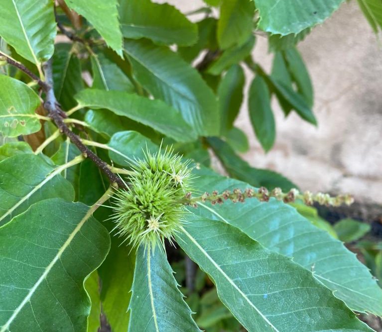 fauuuxpas's tweet photo. my little cousin who is quarantining after coming from abroad freaked out when he saw this in his garden.. he thought it was coronavirus I’M SCREAMING https://t.co/F8f2q5JUuB