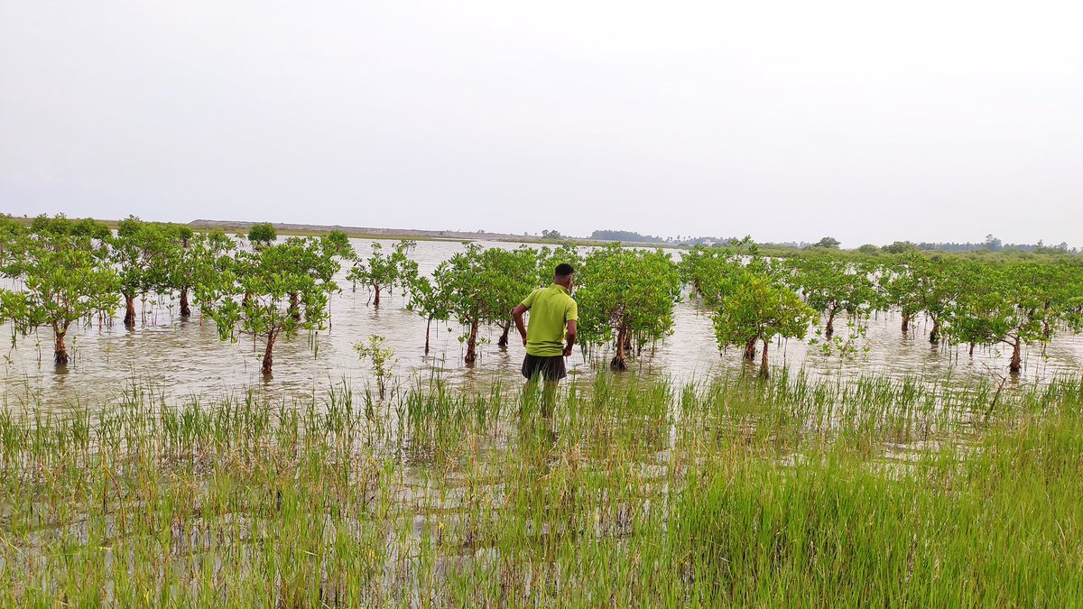 OdishaSeaTurtle's tweet photo. It's mangrove seed drop season! Go out there collect and grow some mangroves! 🌱🛶
#sabujaodisha
#mangrovewalk #seedcollections #mangroves #timeforchange #TimeForNature #OPSA #joinme #ClimateAction
@SDG2030 @CMO_Odisha @Naveen_Odisha @RanapratapBJD
@manojsenapati08 @priyabrat3 https://t.co/cHRjZC2JTX