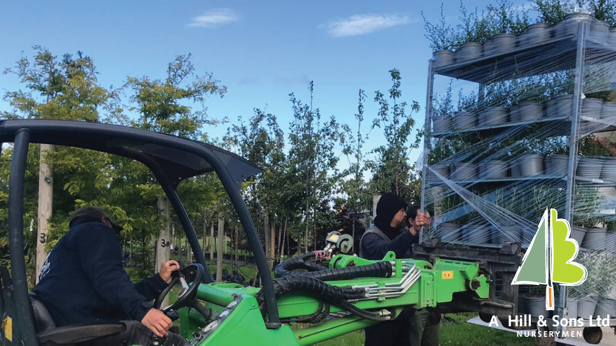 We're not off our trolley, we're on it!🤪Nursery to taillift to customer, #shrubs #herbaceous stock wrapped on trollies. Safe, reduced handling, plants arrive in good condition #landscaping #grower #WestYorkshire hillandsons.co.uk/blog-headlines…
