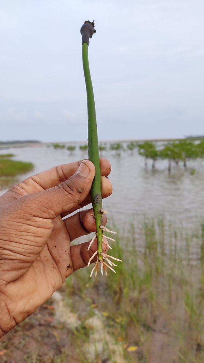 OdishaSeaTurtle's tweet photo. It's mangrove seed drop season! Go out there collect and grow some mangroves! 🌱🛶
#sabujaodisha
#mangrovewalk #seedcollections #mangroves #timeforchange #TimeForNature #OPSA #joinme #ClimateAction
@SDG2030 @CMO_Odisha @Naveen_Odisha @RanapratapBJD
@manojsenapati08 @priyabrat3 https://t.co/cHRjZC2JTX