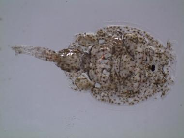 salmonexpert's tweet photo. 🔎|Determinan relación entre cargas de #Caligus y daño en aletas de #salmón 🧑‍🔬🐟👩‍🔬👉 https://t.co/zxr0J48Xxq https://t.co/I2NYxqBqKE