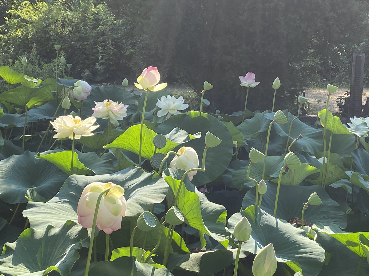 Piekos403's tweet photo. I had to go back. The pictures don’t come close to capturing how beautiful they are. https://t.co/GbqKzuVh3p