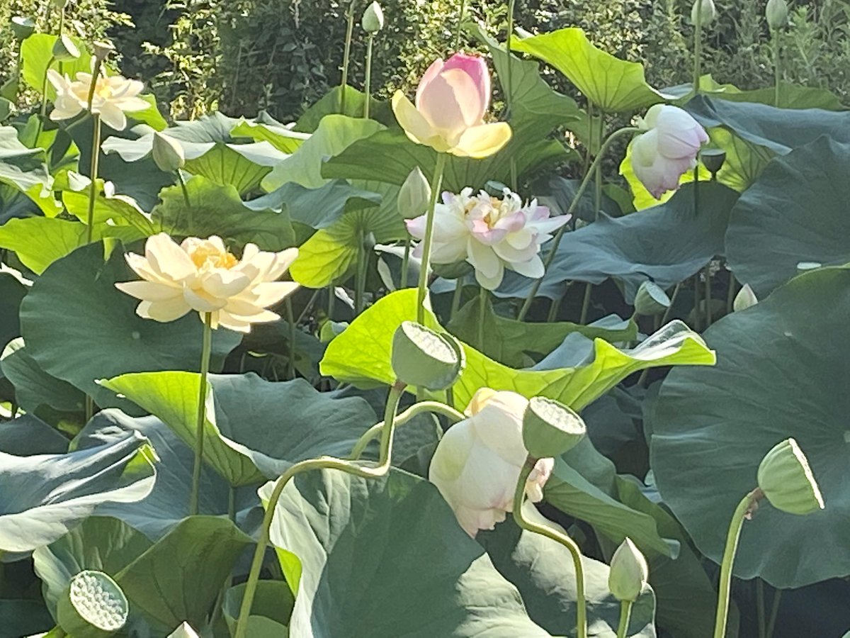 Piekos403's tweet photo. I had to go back. The pictures don’t come close to capturing how beautiful they are. https://t.co/GbqKzuVh3p