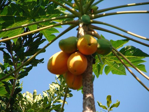  5 Filippino Fruits You MUST Try When You Visit!  Filippino Papaya - grows everywhere as WILD natural trees,you have GREEN which is quite bitter,& ORANGE which is sweet & delicious.Natives like to make a type of coleslaw with it,and also eat it from the trees!