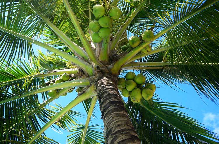  Filippino Coconut - as it's tropical,coconut palms grow EVERYWHERE,readily available in all roadside vendors & markets - VERY cheap. Locals love to chop a hole in the top,stick a straw in and DRINK,also cut off the top,stir in condensed milk,THIS version is AMAZING!